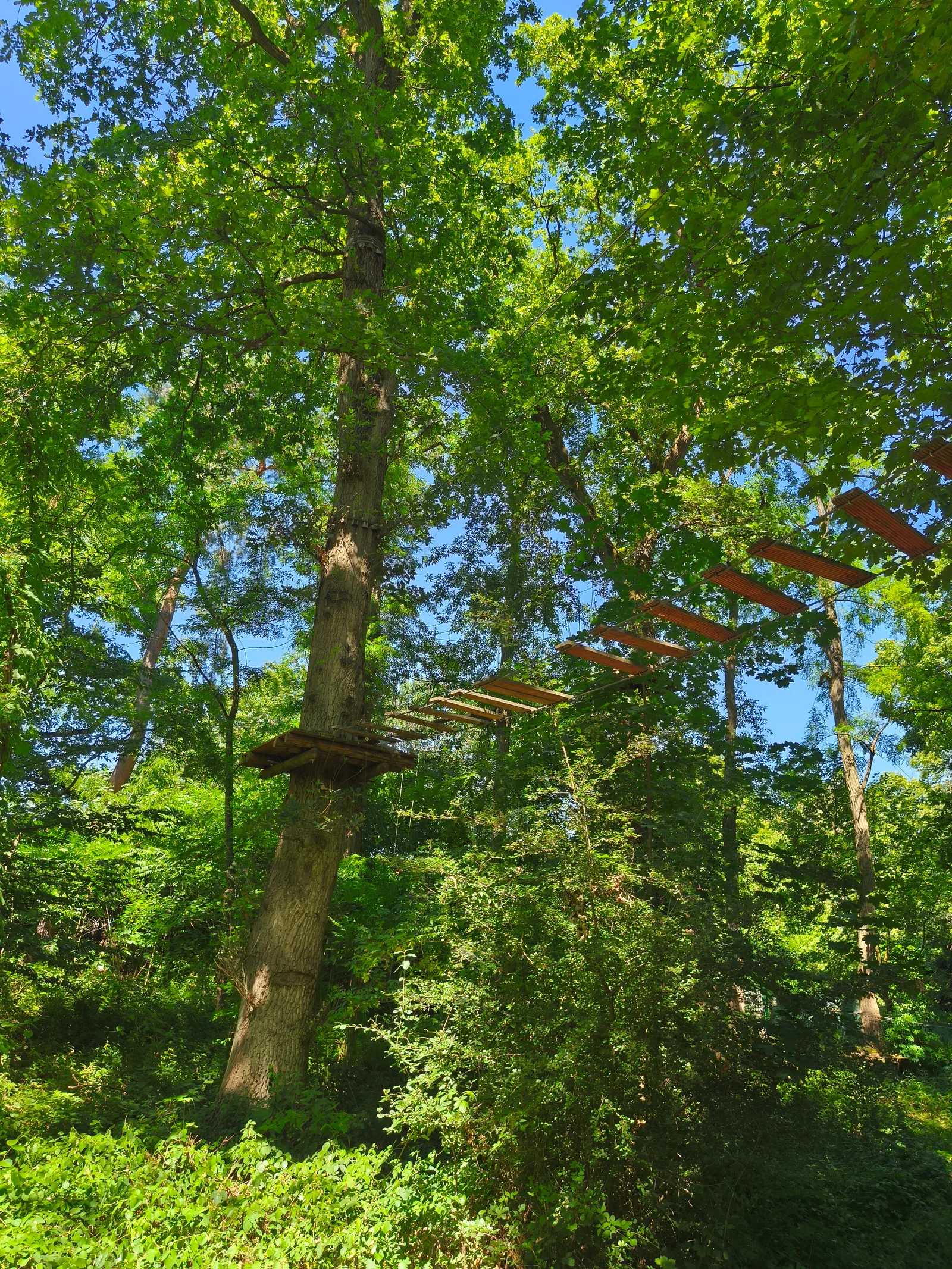 Blick von unten in das grüne Kronendach des Waldes, durchzogen von einer Hängebrücke zwischen den Bäumen